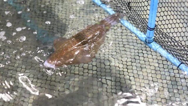 A squid is swimming in the pond of a restaurant in Thailand. Waiting for the time to be caught and cooked when someone comes to buy it. They will become an excellent ingredient for any restaurant menu