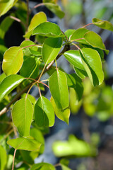 Pear tree Cure leaves