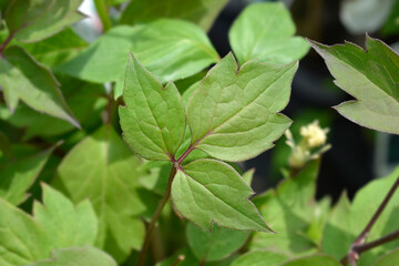 Fototapeta na wymiar Clematis Fragrant Spring leaves