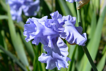 Tall bearded iris Rapture in Blue flower