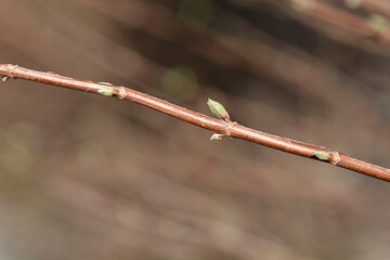 Fuzzy deutzia Flore Pleno branch with buds