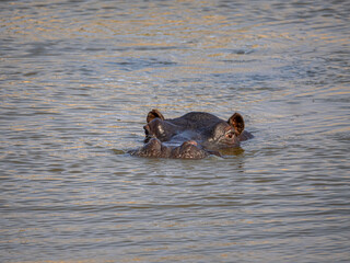 Fototapeta premium Flusspferd