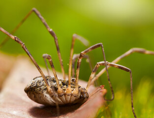 Macro side view of Harvestman on leaf