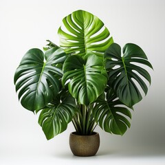 Monstera Leaves Decorating Composition ,Hd, On White Background