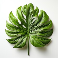 Fototapeta na wymiar Philodendron Xanadu Leaf ,Hd, On White Background