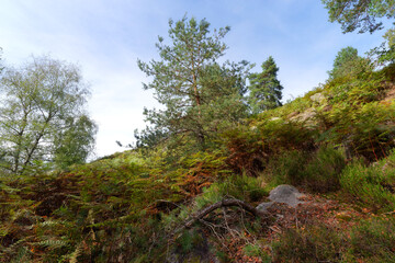 Fototapeta na wymiar Denecourt hiking path in the Apremont gorges. Fontainebleau forest