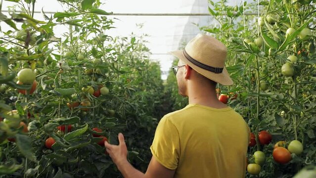 Farmer walking in greenhouse checking tomato growing indoors and showing vegetables to the camera.