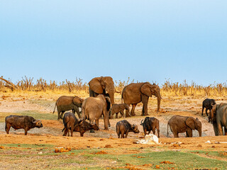 Obraz premium Elefant