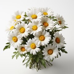Fototapeta premium Realistic Spring Chamomile Daisy Flowers ,Hd, On White Background