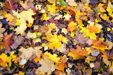 autumn leaves on the ground