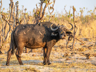 Obraz premium Büffel