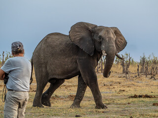 Elefant