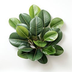 Rubber Plant ,Hd, On White Background