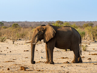 Fototapeta premium Elefant