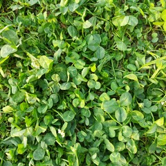 plant, leaf, nature, leaves, garden, grass, spring, food, flora, growth, tree, fresh, texture, vegetable, herb, summer, green, field, pattern, flower, cress, foliage, ingredient, clover, plants
