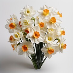 Spring Flowers Narcissus ,Hd, On White Background