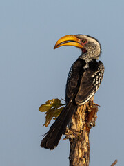 Hornvogel © Peter