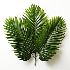 Tropical Plant ,Hd, On White Background