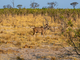 Kudu