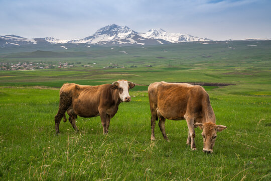 View of cattle grazing in countryside with mountain range in background, Aragatsotn province, Armenia.