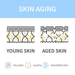 Young skin versus aged skin cross section diagram. Firm skin becoming saggy with low levels of collagen, elastin and hyaluronic acid. Linear vector illustration.