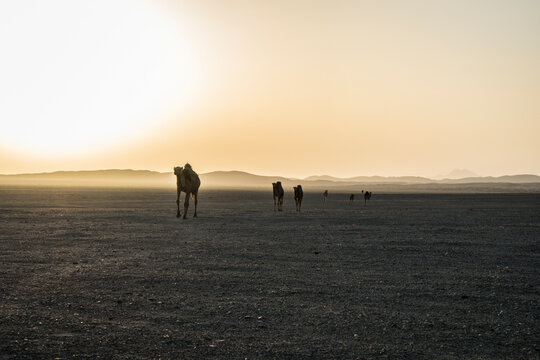 View of wild camels in the Dasht-e Kavir Desert, Iran.