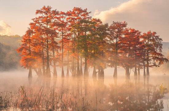 View of beautiful trees in autumn colours and mist along Cupressus Lake, Sukko village, Krasnodar Krai province, Russia.