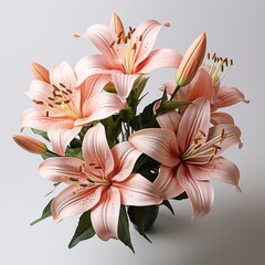 View Beautiful Blooming Lily Flower ,Hd, On White Background