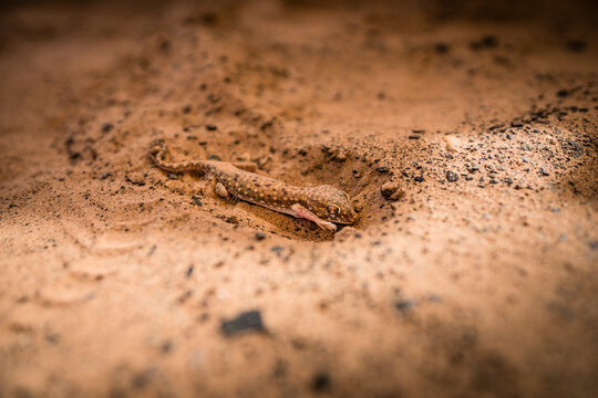 View of a small desert Gecko in the Sahara desert in Mauritania.
