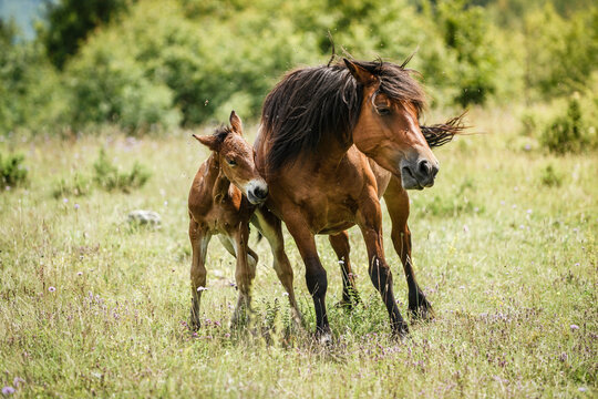 View of a horse and her baby in Bosnia and Herzegovina.