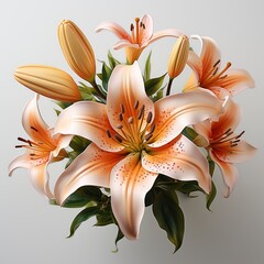 View Beautiful Blooming Lily Flower ,Hd, On White Background