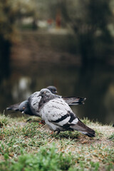 pigeon on the ground