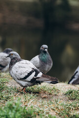 pigeon on the grass