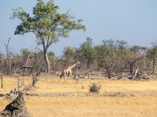 Giraffe