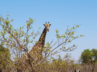Giraffe