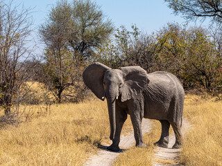 Fototapeta premium Elefant