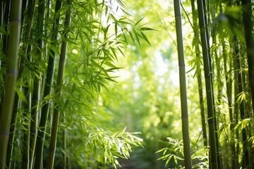 lush bamboo grove in the sunlight