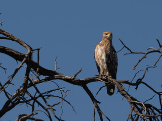 Adler