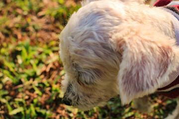 adorable little dog in t-shirt on grass field