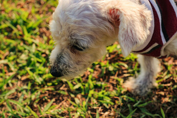 adorable little dog in t-shirt on grass field