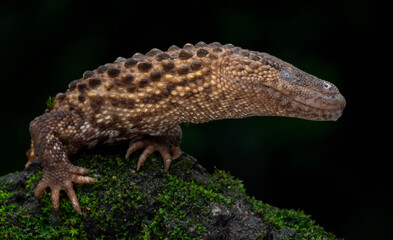 Earless Monitor Lizard (Lanthanotus borneensis) is a species of lizard native to Borneo, Indonesia.