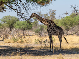 Giraffe