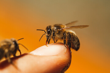 Honey bees on man's finger