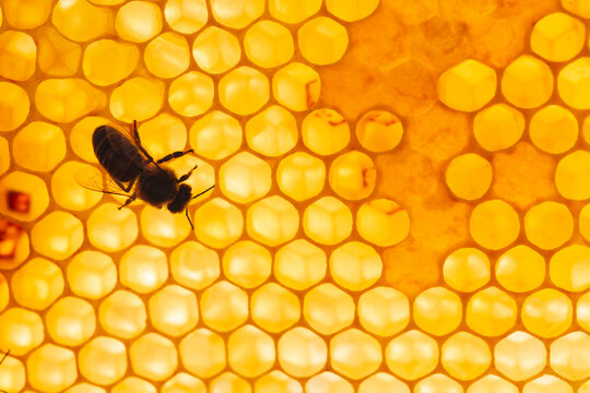 Honey bee sitting on hexagon patterned honeycomb