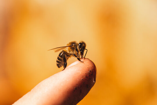 Honey bee on man's finger