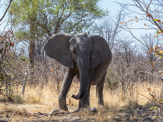 Elefant