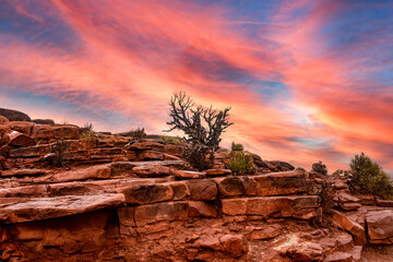 Trees and vegetation of the western region of the Grand Canyon of the Colorado, under an orange sky...