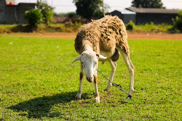 goats eating in a grassy field in the morning