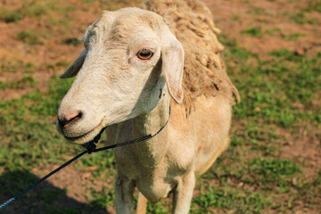 goats eating in a grassy field in the morning