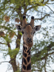 Giraffe